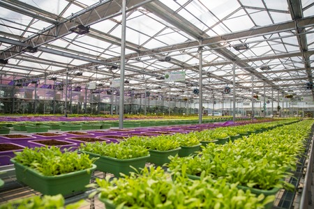 摄图网_500748560_有机蔬菜(非企业商用)