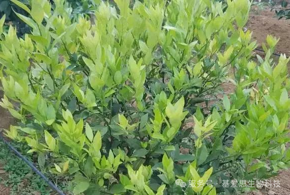 8f43541ad093103481b4198524bf57a1