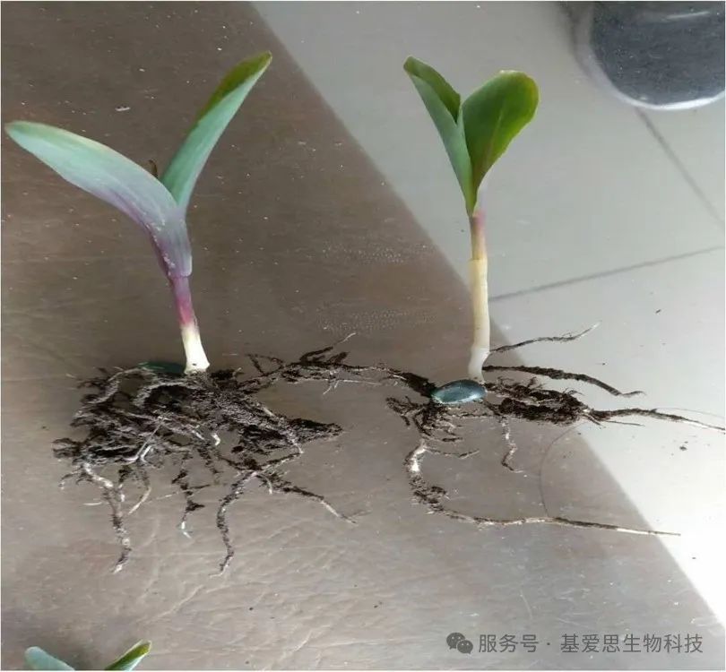 2f7bc132018129c2a55d363220caa5bc