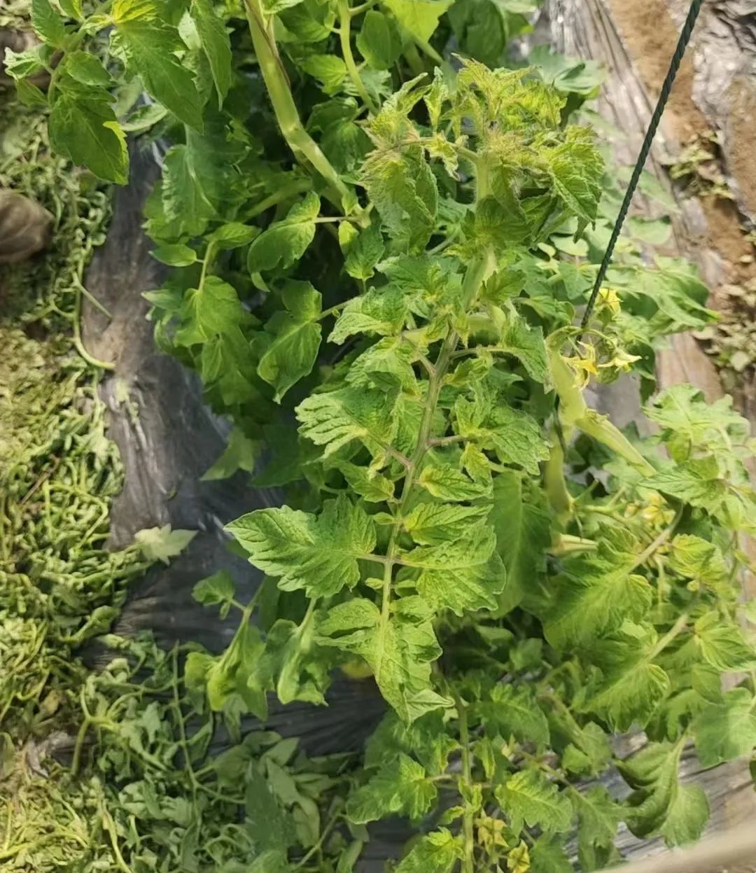 88a8961453680aa331d9e011bab9677b