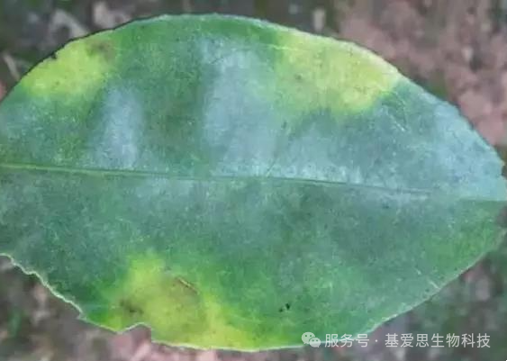 e4760f981edeb3df3fdce7bf9ad2ad2b